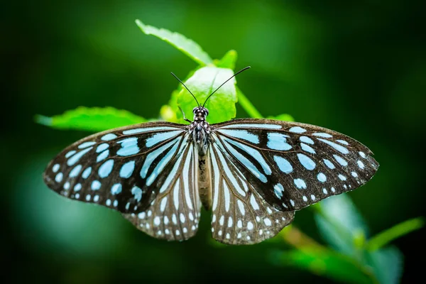 Farfalla in giardino — Foto Stock