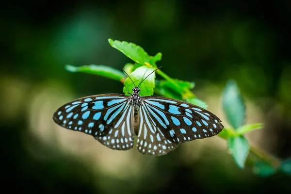 Farfalla in giardino — Foto Stock