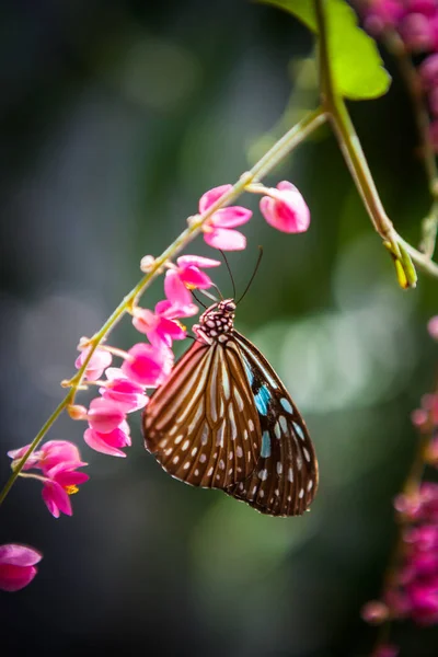 Motyl w ogrodzie — Zdjęcie stockowe