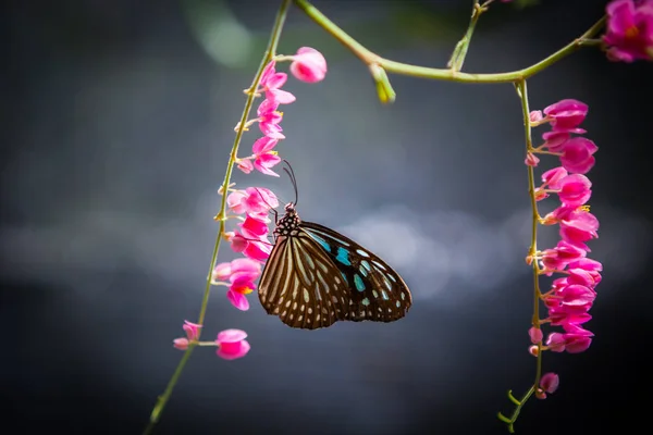 Butterfly in the garden — Stock Photo, Image