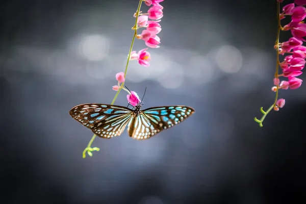 Motyl w ogrodzie — Zdjęcie stockowe