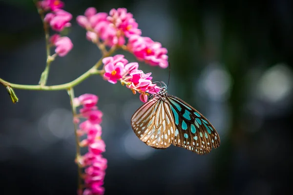 Borboleta no jardim — Fotografia de Stock