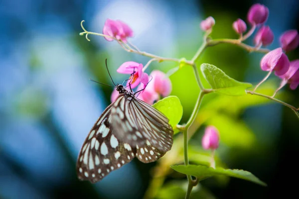 Borboleta no jardim — Fotografia de Stock