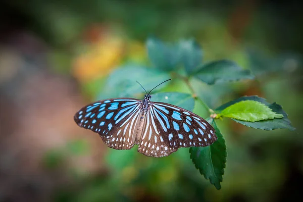 花园里的蝴蝶 — 图库照片
