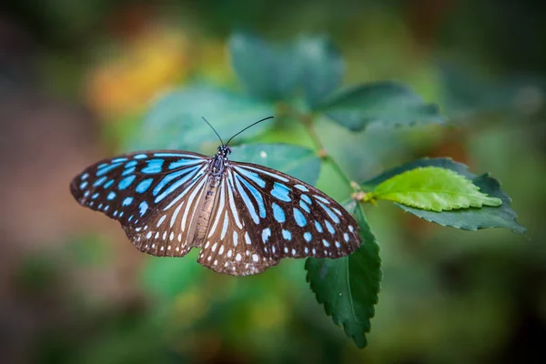 Farfalla in giardino — Foto Stock