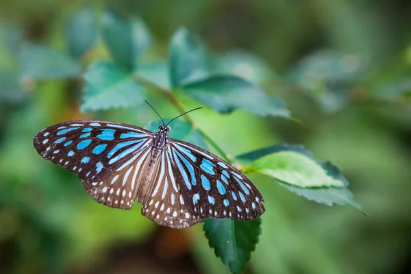 Butterfly in the garden — Stock Photo, Image