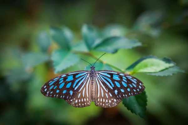 Schmetterling im Garten — Stockfoto