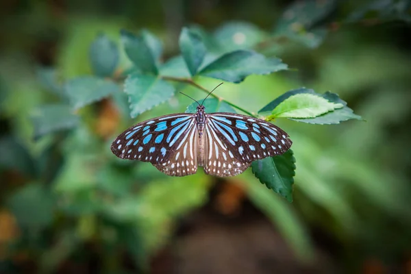 Farfalla in giardino — Foto Stock