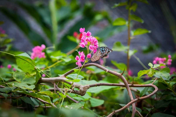 Mariposa en el jardín —  Fotos de Stock