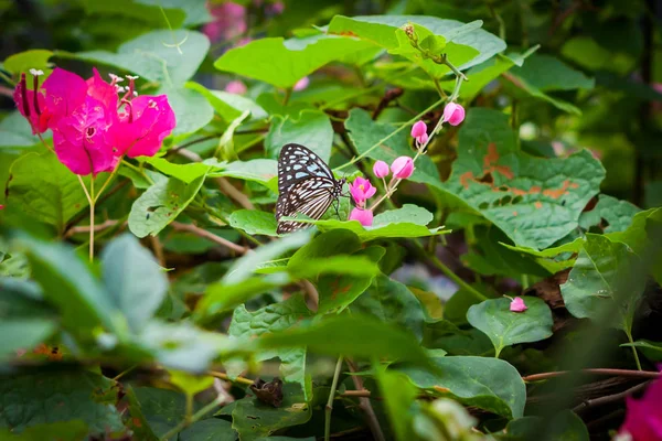 Borboleta no jardim — Fotografia de Stock