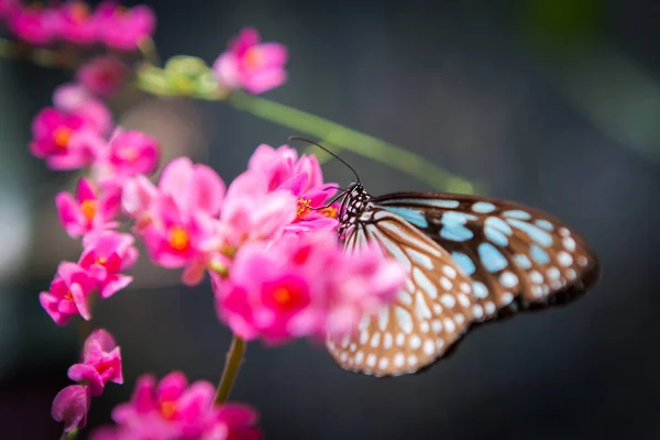 Mariposa en el jardín —  Fotos de Stock