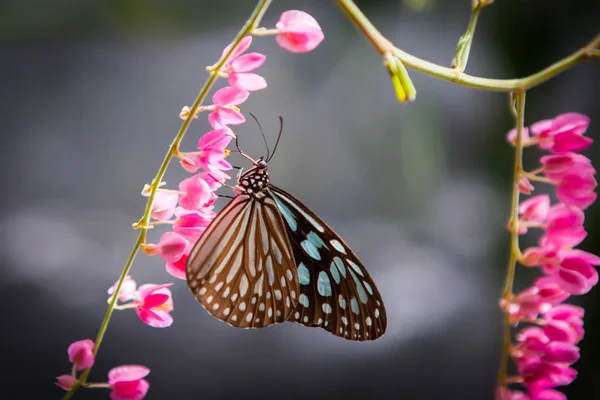 Farfalla in giardino — Foto Stock