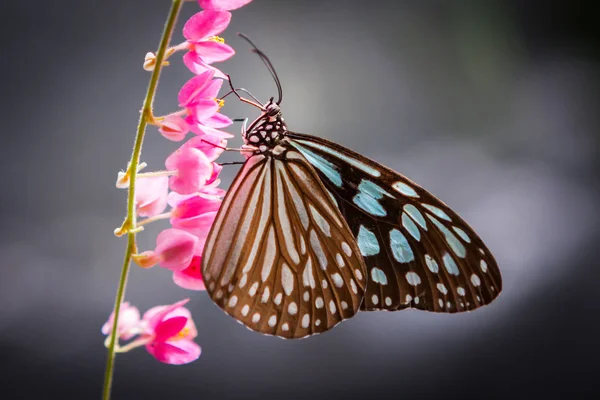 Motyl w ogrodzie — Zdjęcie stockowe