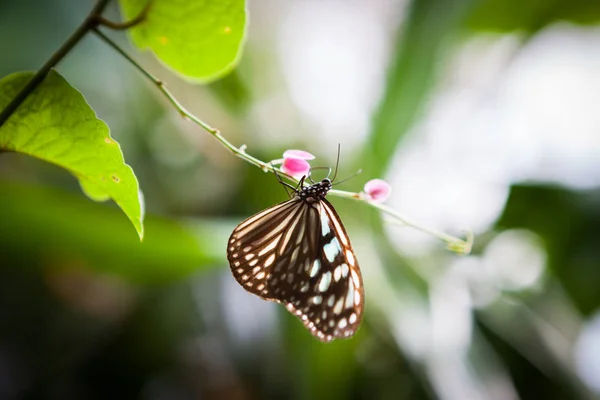 Farfalla in giardino — Foto Stock