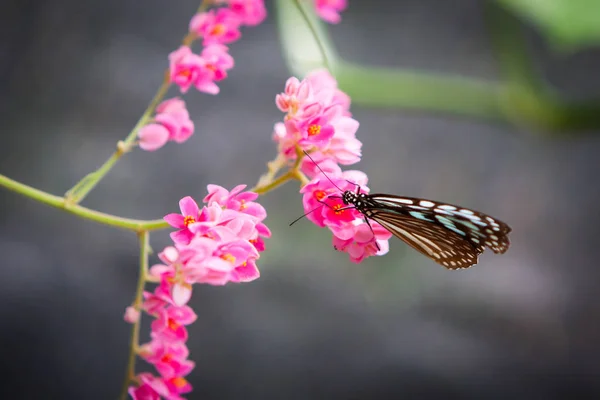 Bahçedeki kelebek — Stok fotoğraf