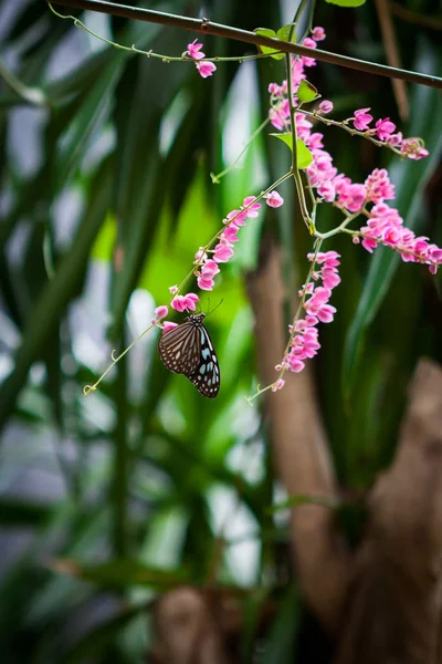 庭の蝶 — ストック写真