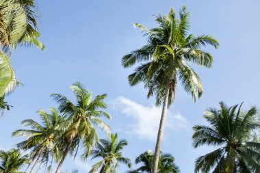 Tay Hindistan cevizi tarlası.