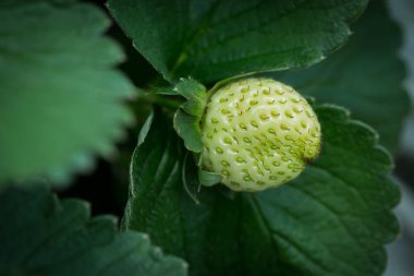 Çilek bitki kırmızı çilek 