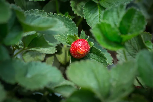 Red Strawberry on Strawberry plant