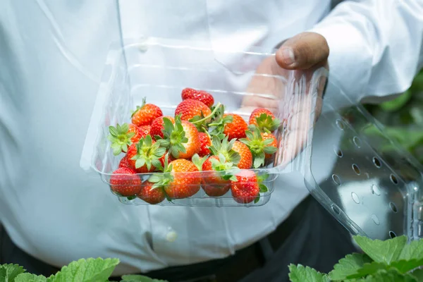 Rote Erdbeere auf Erdbeerpflanze — Stockfoto