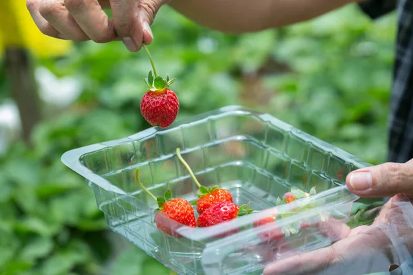 Fragola rossa su impianto di Fragola — Foto Stock