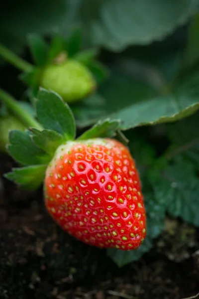 Red Strawberry on Strawberry plant