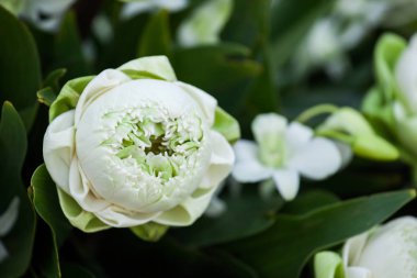 Sahildeki bir düğün töreninde çiçek aranjmanı..