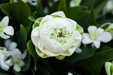 Sahildeki bir düğün töreninde çiçek aranjmanı..