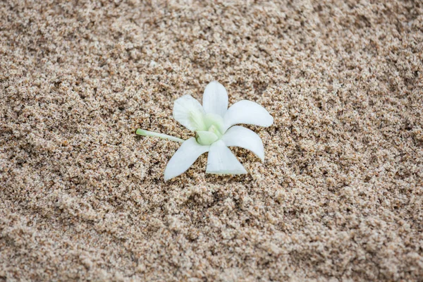 Disposizione floreale a una cerimonia nuziale su spiaggia. — Foto Stock