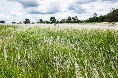Çim çiçek ve tropikal çayır. .