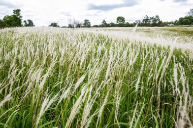 Çim çiçek ve tropikal çayır. .