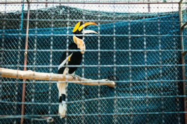 Hornbill hayvanat bahçesinde kafeslerde.