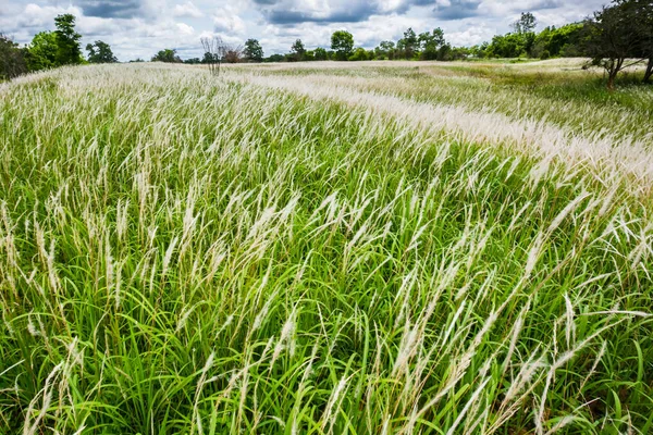 Kwiat trawy i tropikalna łąka. . — Zdjęcie stockowe