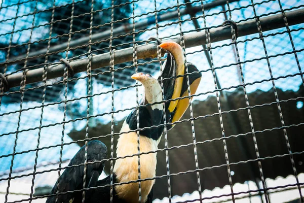 Hornbill in gabbia allo zoo . — Foto Stock