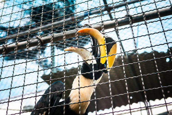 Hornbill in kooien in de dierentuin. — Stockfoto