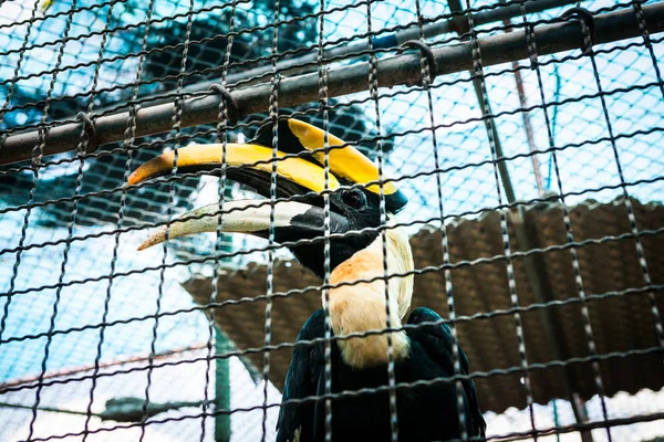 Hornbill em gaiolas no zoológico . — Fotografia de Stock