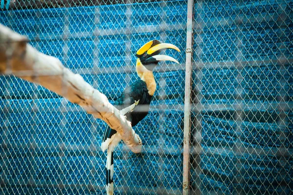 Hornbill en jaulas en el zoológico . —  Fotos de Stock