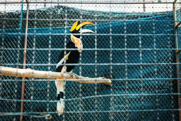 Hornbill in gabbia allo zoo . — Foto Stock