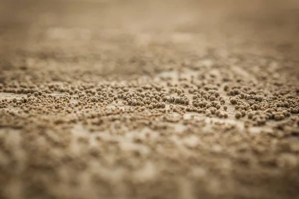 Many balls of sand made by sand bubbler crab  on a Thailand beac — Stock Photo, Image