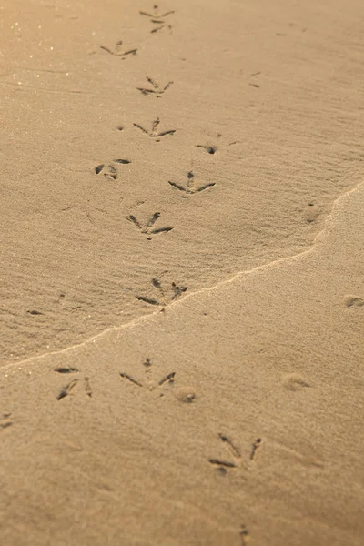 Fåglar Footprints på sandstrand i södra Thailand. — Stockfoto