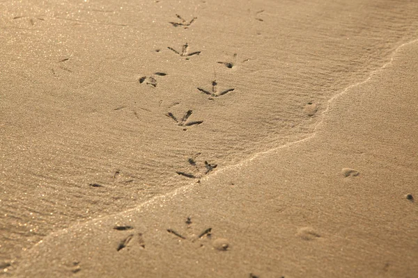 Huellas de aves en la playa de arena en el sur de Tailandia . —  Fotos de Stock