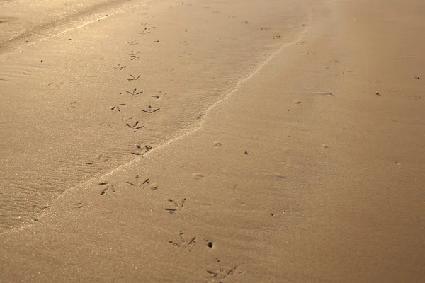 Vogels voetafdrukken op zandstrand in het zuiden van Thailand. — Stockfoto