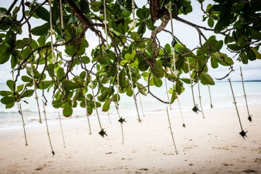 Sahildeki bir düğün töreninde çiçek aranjmanı..