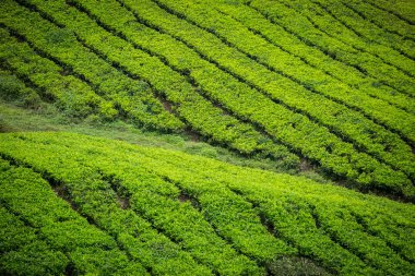 Cameron Highlands, Malezya 'daki çay çiftliği..