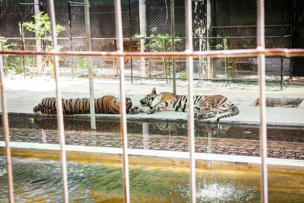 Tigre preso em um zoológico de gaiolas . — Fotografia de Stock