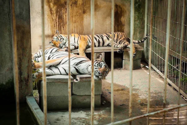 Tigre atrapado en un zoológico de jaula . — Foto de Stock