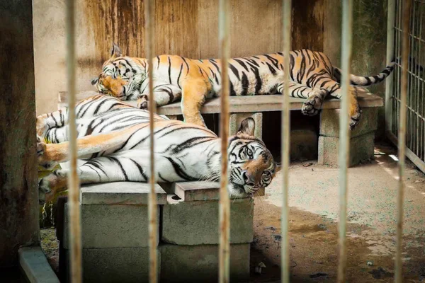 Tigre preso em um zoológico de gaiolas . — Fotografia de Stock