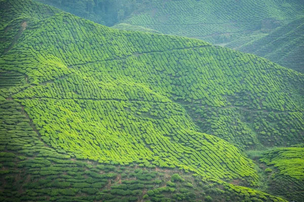 Čajová plantáž v Cameron Highlands, Malajsie. — Stock fotografie