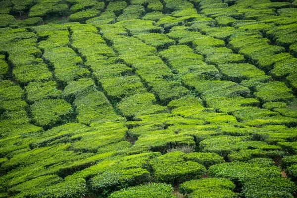 Theeplantage in cameron hooglanden, malaysia. — Stockfoto