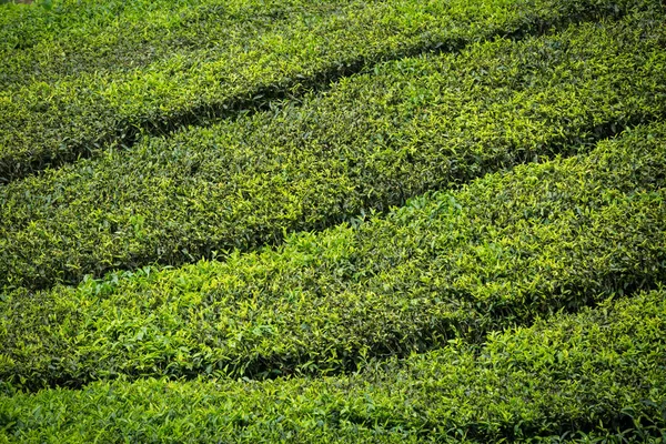 Tea Plantation in Cameron Highlands, Malaysia. — Stock Photo, Image